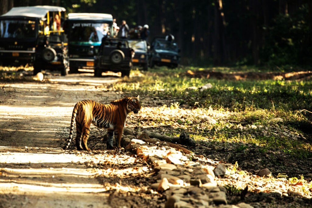 Is Jim Corbett National Park Open in October